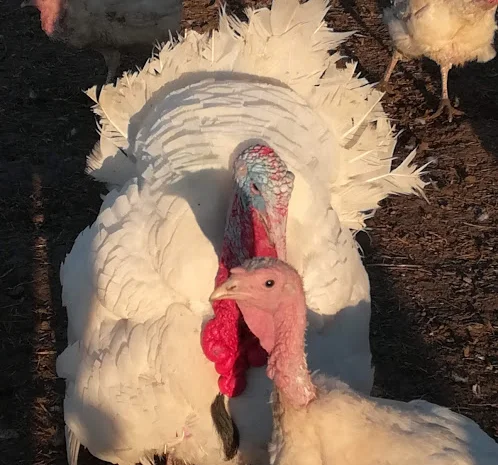 Big-6 індичата- фото № 3