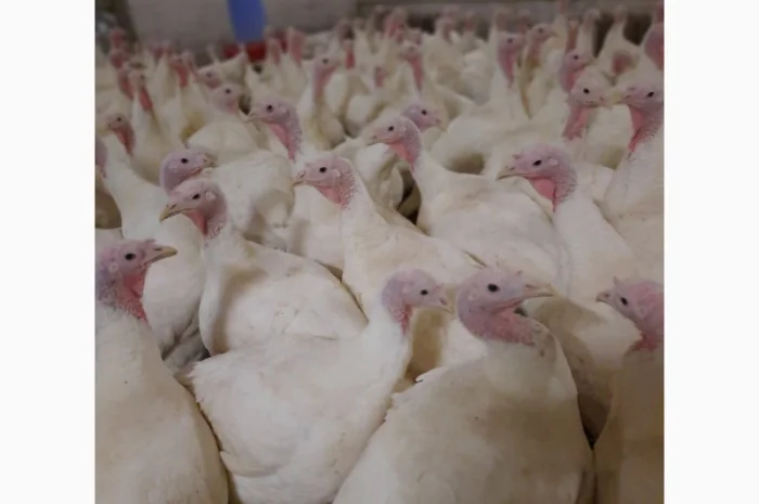 Big-6 індичата- фото № 2