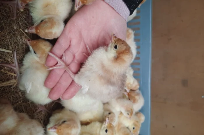 Big-6 індичата- фото № 10