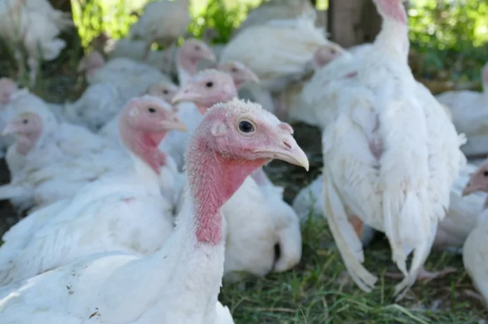 Індичата добові, бройлерні, БІГ-6, Чуднів- фото № 1