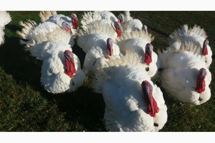 БІГ-6 Індичата добові. Хмельницький, Шепетівка, Полонне- фото № 1