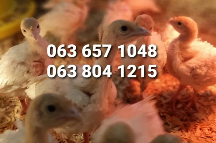 БІГ-6 Індичата добові. Хмельницький- фото № 1