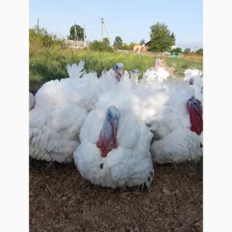 БІГ-6 Індичата добові Чернівці, Тернопіль, Хмельницький- фото № 1