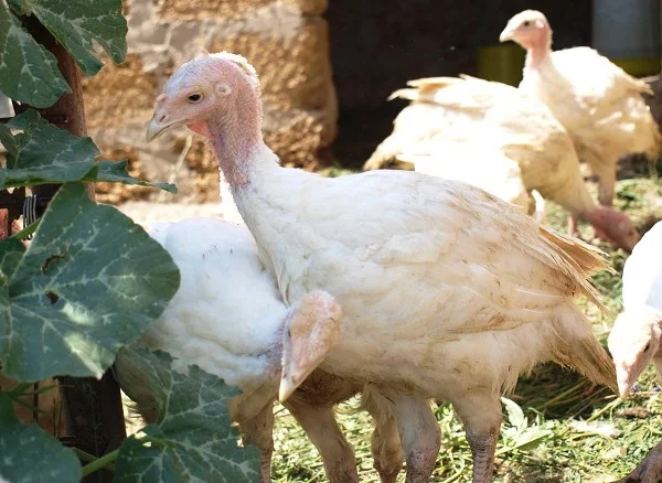 Індичата Бройлери- фото № 2