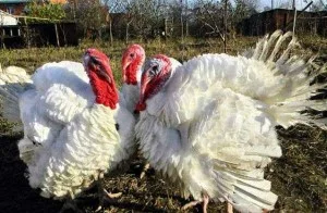 Індичата БІГ-6, БЮТ-8- фото № 2