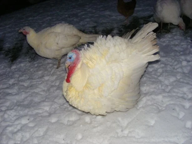 Індики під замовлення- фото № 1