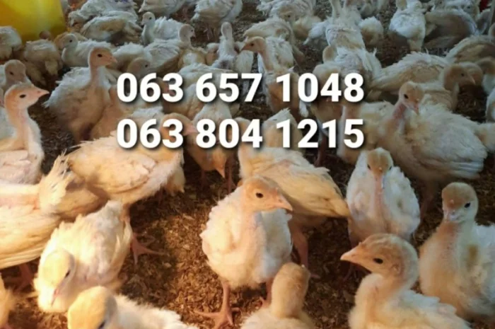 Індичата бройлерні тяжкого кросу БІГ-6, Хмельницький- фото № 1