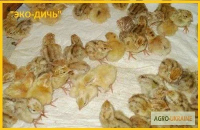 Перепела суточные и молодняк Феникс Золотистый - Бройлер (селекция Франции)- фото № 4