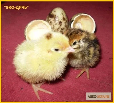 Эксклюзивная-селекция суточных перепелят- фото № 5