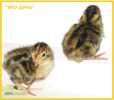 Эксклюзивная-селекция суточных перепелят- фото № 6