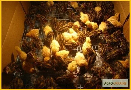 Фараон недельный молодняк - селекция (Espain)- фото № 1