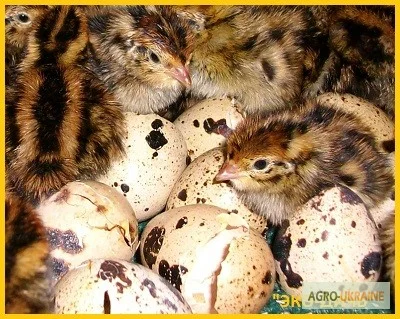 Фараон недельный молодняк - селекция (Espain)- фото № 2