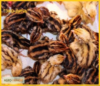 Фараон недельный молодняк - селекция (Espain)- фото № 3