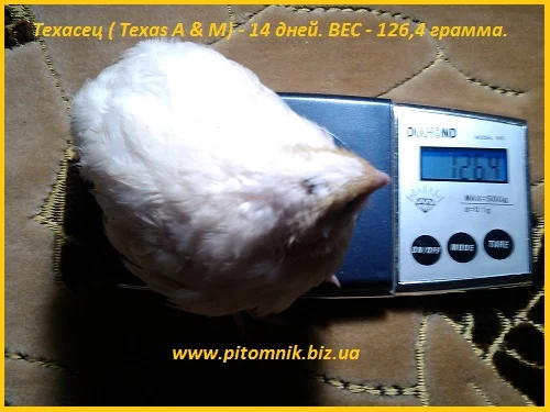 Индопелка - перепела молодняк- фото № 4