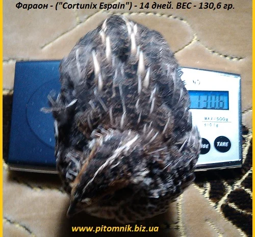 Индопелка - перепела молодняк- фото № 5