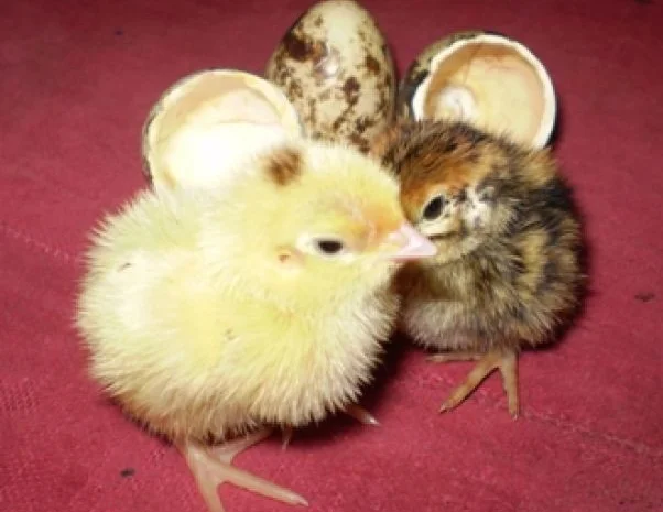 Перепела Белый Техасец - Бройлер (США) - молодняк- фото № 1