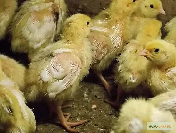 Перепела Белый Техасец - Бройлер (США) - молодняк- фото № 4
