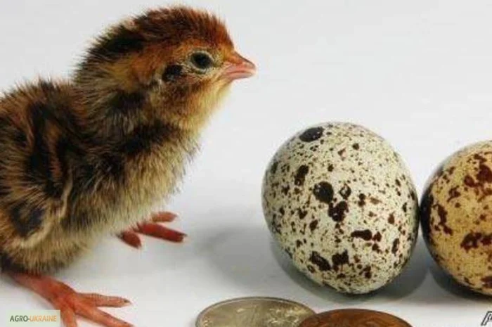 Перепела селекционный молодняк - три породы- фото № 2