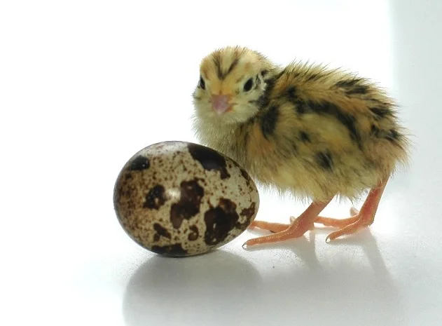 Перепела селекционный молодняк - три породы- фото № 3