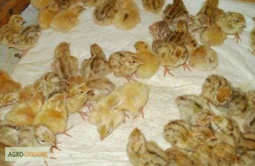 Перепела селекционный молодняк - три породы- фото № 4