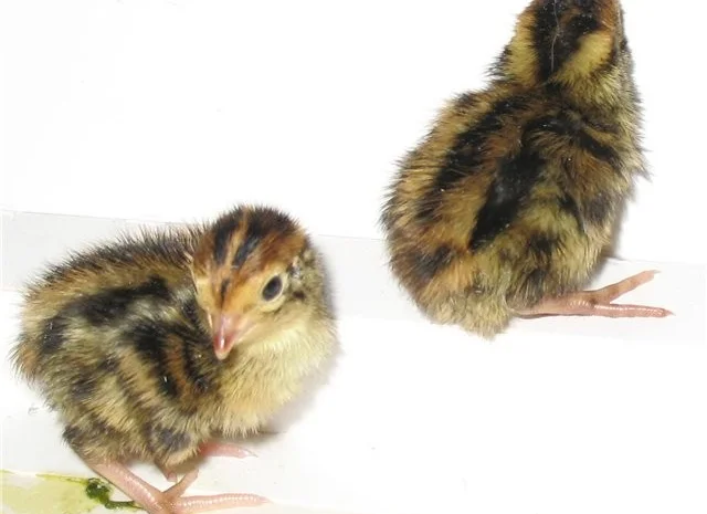 Перепела Фараон - селекция (Испании) - молодняк- фото № 1