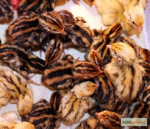 Перепела Фараон - селекция (Испании) - молодняк- фото № 3
