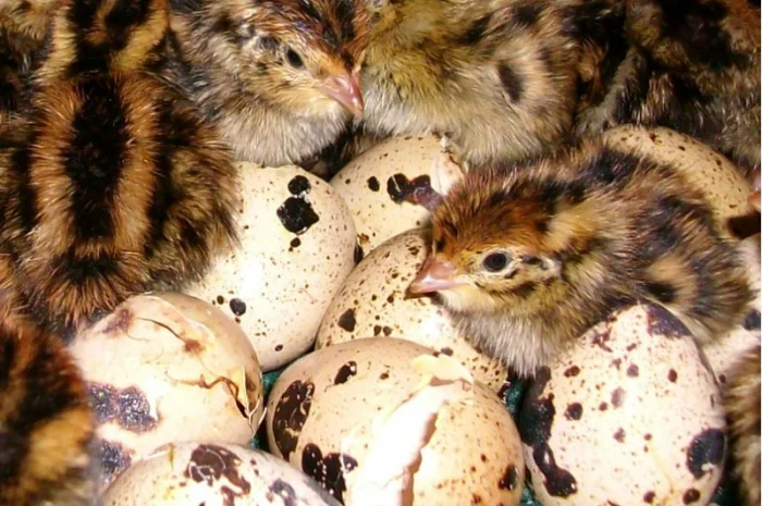 Перепела Фараон - селекция (Испании) - молодняк- фото № 4