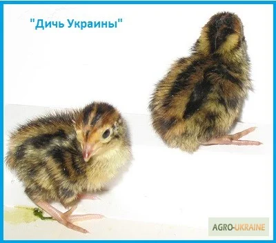 Эксклюзивные перепела, суточные и молодняк- фото № 2