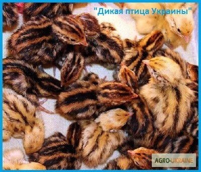 Эксклюзивные перепела, суточные и молодняк- фото № 5