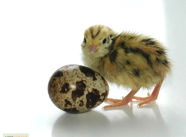 Перепела молодняк Феникс Золотистый - Бройлер (Франция)- фото № 1