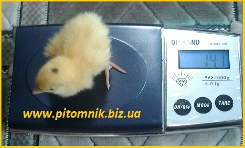 Перепела на маточное стадо, 3-х суточные и молодняк- фото № 1