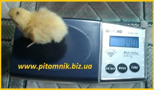 Перепела на маточное стадо, 3-х суточные и молодняк- фото № 2