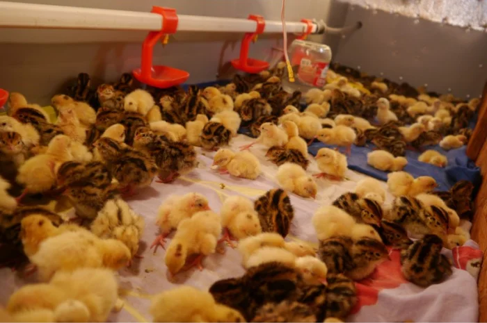 Продам молодняк Перепела, порода Техаський Білий, 8 тижнів- фото № 6