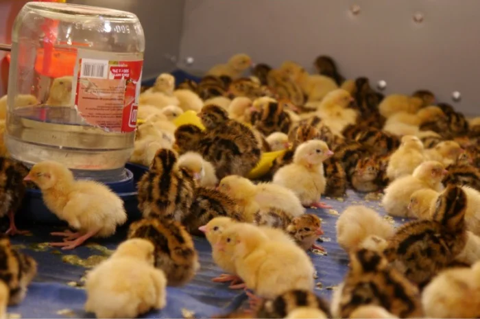 Продам молодняк Перепела, порода Техаський Білий, 8 тижнів- фото № 7