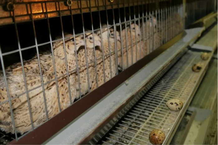 Продам молодняк Перепела, порода Техаський Білий, 8 тижнів- фото № 1