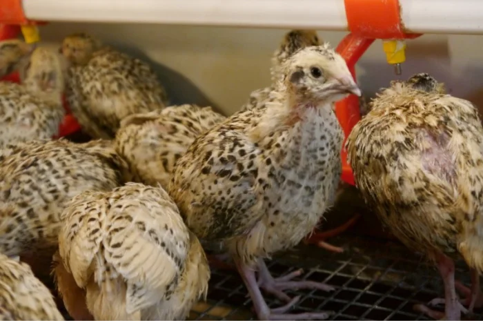 Продам молодняк Перепела, порода Техаський Білий, 8 тижнів- фото № 2