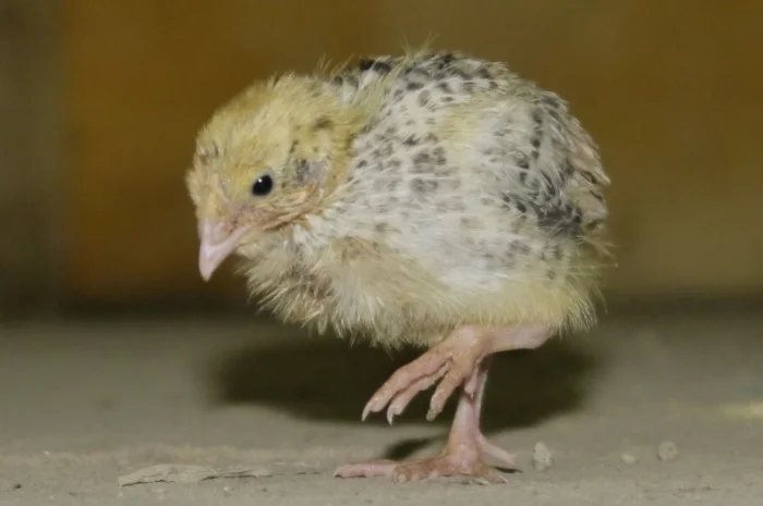 Продам молодняк Перепела, порода Техаський Білий, 8 тижнів- фото № 4