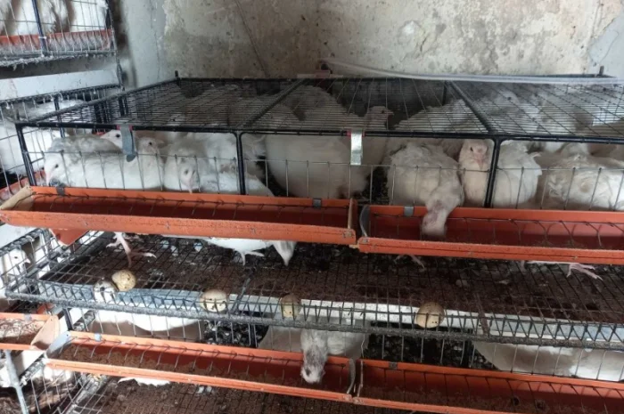 Продам перепелів-несушок Техаська біла Фараон- фото № 1