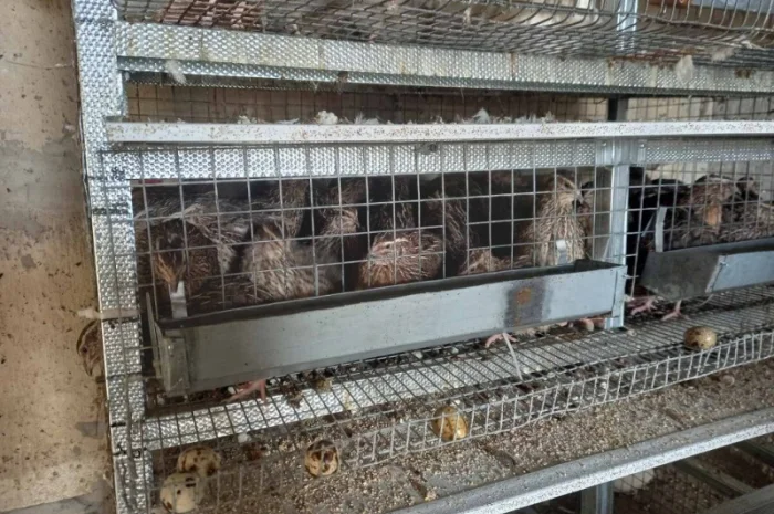 Продам перепелів-несушок Техаська біла Фараон- фото № 2