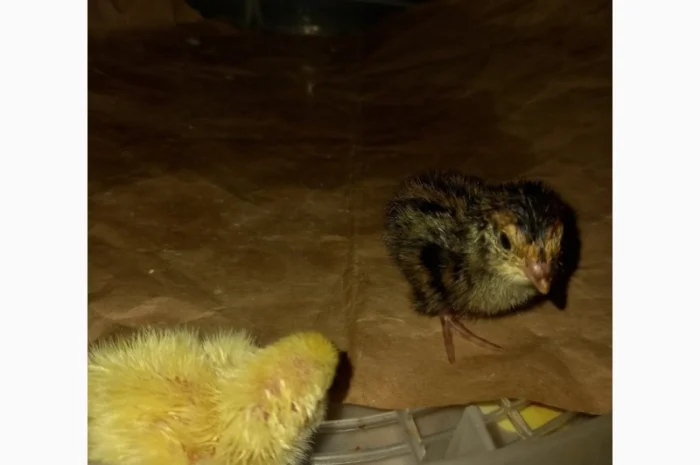 Перепел добовий Техаська біла Фараон- фото № 1