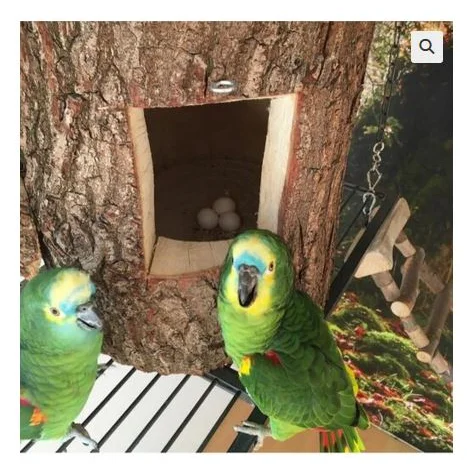 African Grey Parrots and parrots eggs for sale- фото № 2