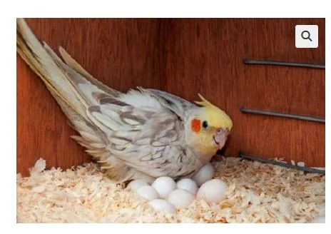 African Grey Parrots and parrots eggs for sale- фото № 3