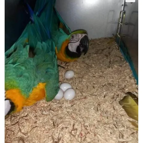 African Grey Parrots and parrots eggs for sale- фото № 4