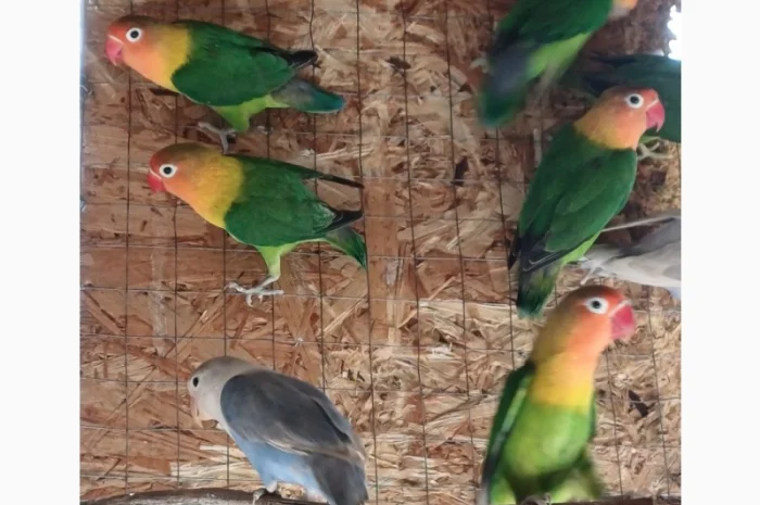 Нерозлучник Фішера- фото № 1