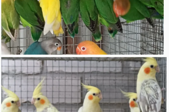 Нерозлучник- фото № 1