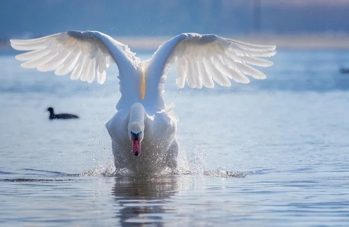 Белый лебедь, половозрелые самцы, самки, пары- фото № 1