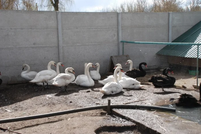 Белый лебедь- фото № 2