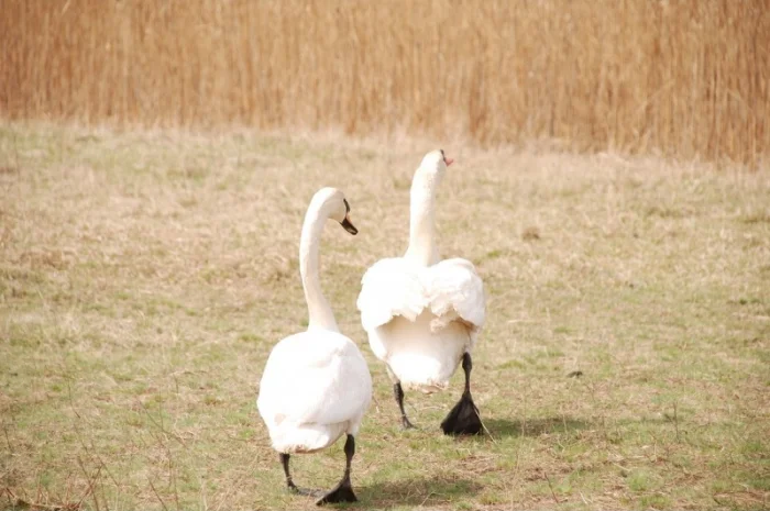 Белый лебедь- фото № 4
