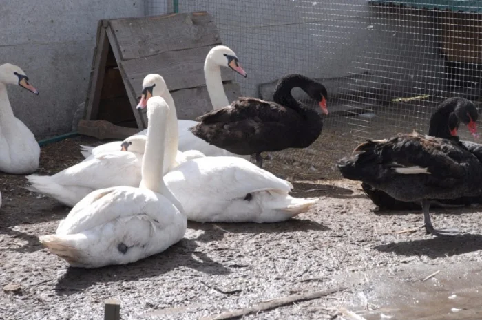 Белый лебедь- фото № 5