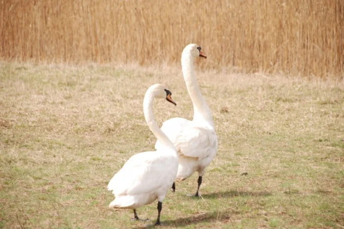 Белый лебедь- фото № 6